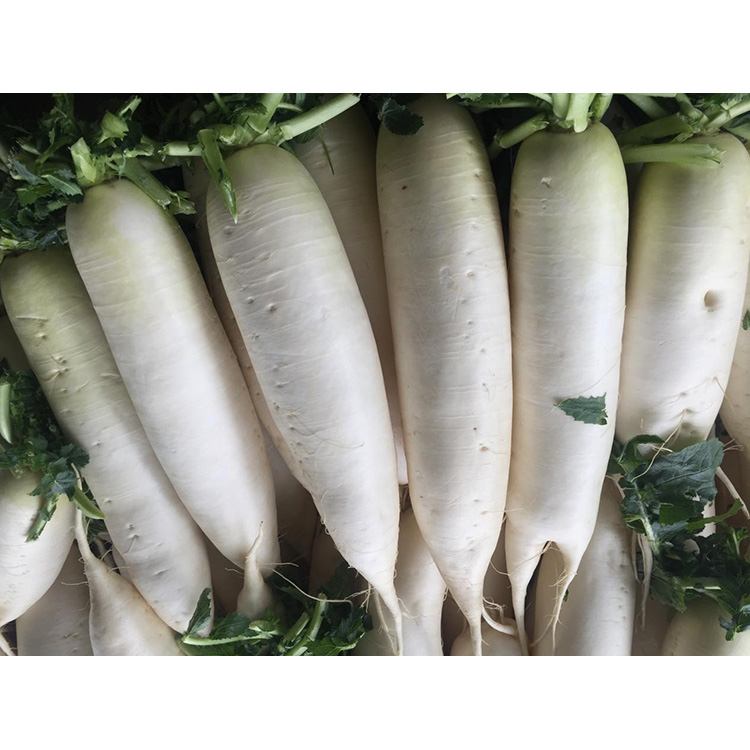 Fedezze fel a New Crop Fresh Retek tápértékét az immunitás fokozása és a rákos sejtek növekedésének gátlása érdekében